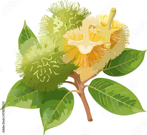 Tropical rambutan illustration inviting youth to explore ecosystems, nutrition basics, and respectful curiosity about global fruits and community gardens.

