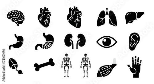 Collection of human internal organs in black silhouette isolated on white background