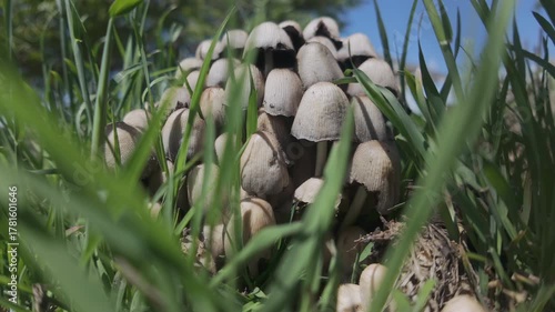 Bottom view of cluster of poisonous mushrooms growing in grass against blue sky, close-up