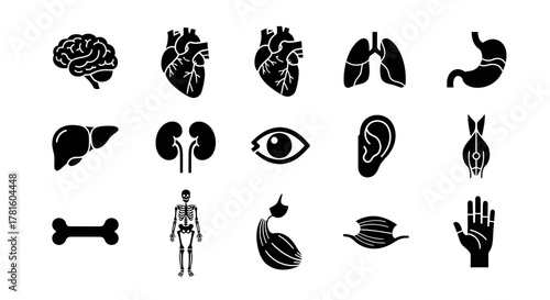 Human internal organ icon set isolated on white background brain, heart, lung and stomach