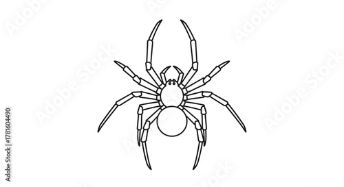 A simple black and white line drawing of a spider, viewed from above, highlighting its eight legs and two body segments.
