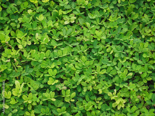 Wallpaper Mural arachis pintoi on the ground close up for nature background in the garden Torontodigital.ca
