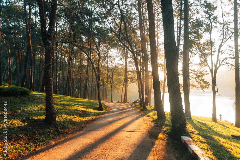 Naklejka premium Bright sunlight shines down on the pine forest road, a magical forest in the morning light.
