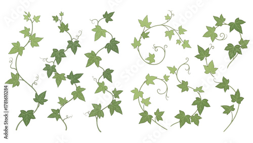 A collection of realistic green ivy vines, lianas, and climbing plants isolated on a transparent background for decoration.