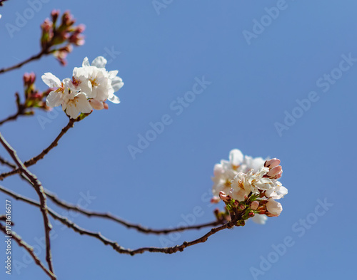 Tableau sur toile ソメイヨシノ桜4ー701