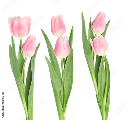 Fototapeta elegant photograph featuring three separate vibrant single pink tulip flowers with long green stems and fresh pointed leaves, isolated on a transparent background