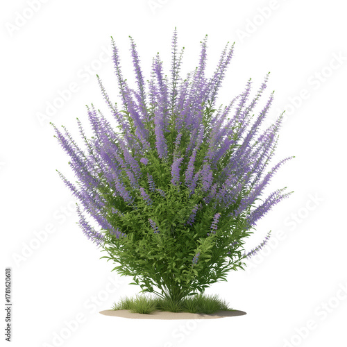 A vibrant, flowering plant with purple blooms, showcasing natural beauty and delicate detail. The image features a lush plant, conveying a sense of serenity and freshness.