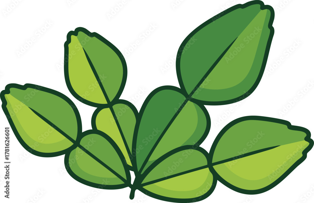 Naklejka premium Green Leaves of Kaffir Lime Tree Isolated on White Background Vibrant Fresh Herb