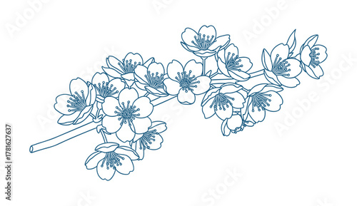 Cherry blossom branch drawing on white background, outline botanical illustration with delicate flowers