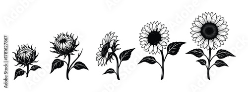 Collection of black and white sunflower illustrations showcasing different forms and blooming stages