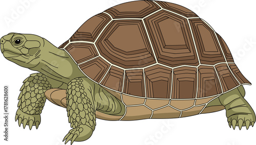 Realistic tortoise vector illustration, brown shell texture, reptile anatomy, wildlife animal, slow creature, nature study, flat design, flat vector illustration