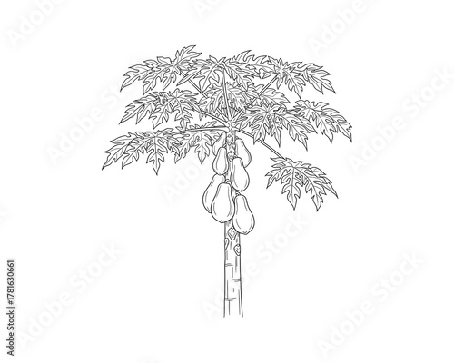 Papaya tree with ripe fruits and large leaves in line art tropical botanical drawing