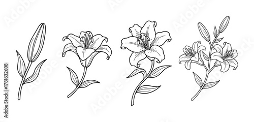 Set of black and white lily flower illustrations showing blossom evolution from bud to full bloom and a branch