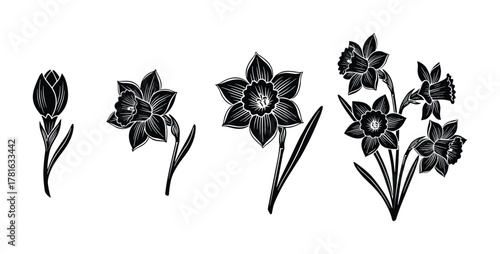 Set of four black and white daffodil flower silhouettes depicting various stages of blooming