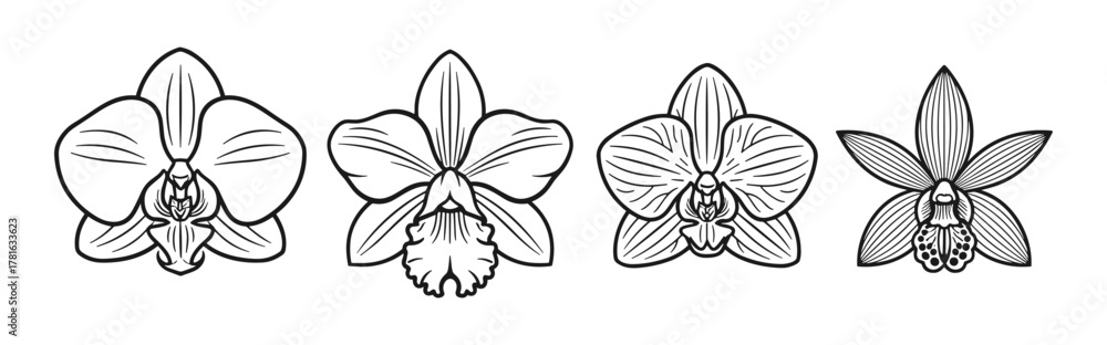 Obraz premium Set of four outline orchid flower illustrations showcasing different orchid species in black and white