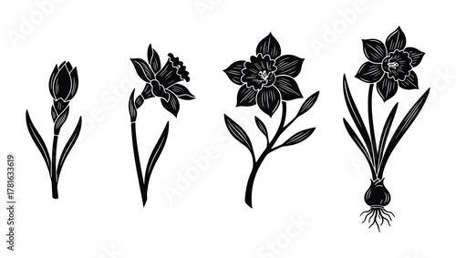 Set of four black silhouette narcissus flowers in different stages of bloom, spring blossom vector illustration