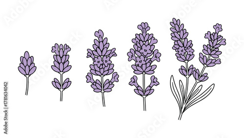 Set of lavender flower illustrations showing different stages of blossom development from small buds to full plant