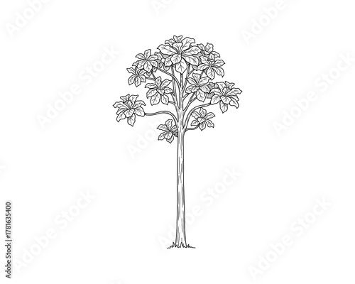 Tall kapok tree with large leaves on branches sketch vector illustration isolated on white