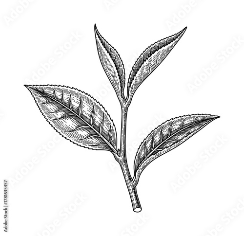 Tea plant branch with leaves, vintage hand drawn illustration, black and white sketch, vector