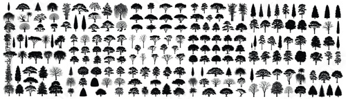 Mega collection of tree silhouettes in black, showcasing a wide range of species and forms for architecture design and landscape