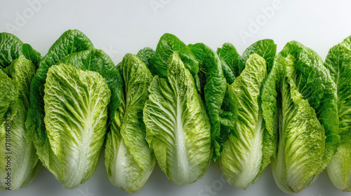 Romaine lettuce green lettuce vegetable salad leaf fresh produce overhead view row of romaine lettuce photographed overhead with dewy leaves creating fresh and crisp visual impression
