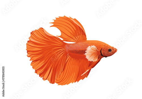 Vibrant Orange Betta Fish with Flowing Fins Isolated on White.