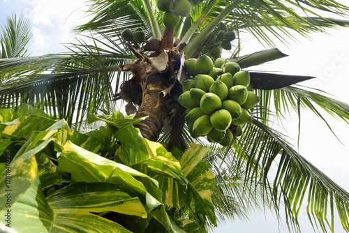 Vibrant coconut palm trees against a clear blue sky in costa rica and natural beauty.