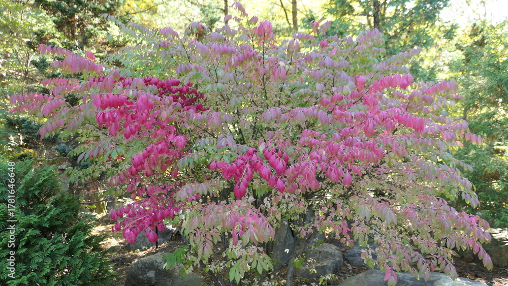 Obraz premium Autumn Color of Euonymus at Solhyang Arboretum, Gangneung