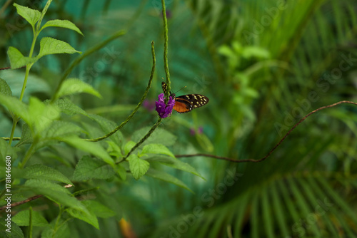 The butterfly on the green tropical  background. 