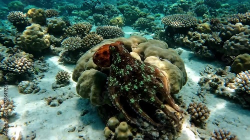 Wallpaper Mural Curious Exploration: A vibrant octopus exploring a secluded rock crevice or a cluster of colorful anemones, tentacles gently probing its surroundings in a natural habitat. Torontodigital.ca