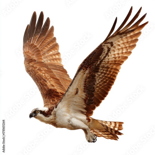 Brown Osprey in Flight Against White Background