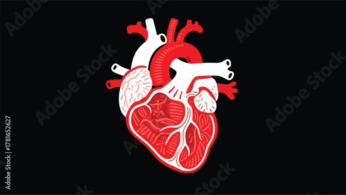 Anatomy of the Heart Organ Illustrator Artwork Banner Background Design Template 