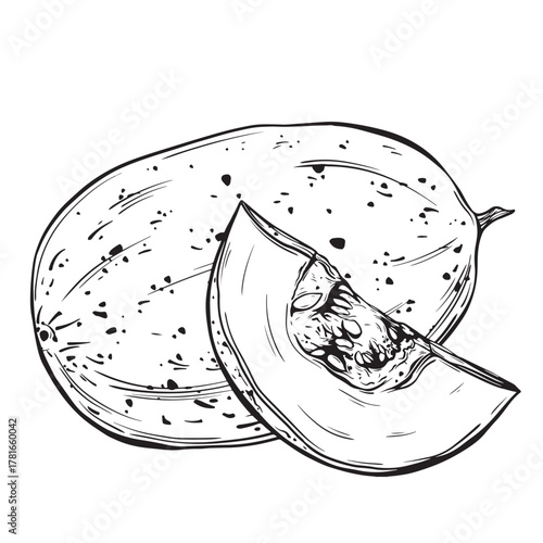 Sketch of honeydew. Hand-drawn ink vector illustration of a melon. Linear graphic elements for food design, isolated on a white background.