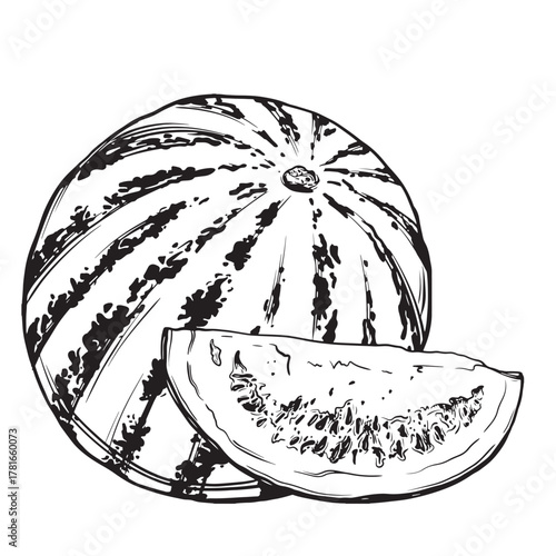 Sketch of a watermelon. Hand-drawn ink vector illustration of a melon. Linear graphic elements for food design, isolated on a white background.