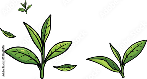 Green Tea Leaves Growing In A White Background With Sunlight