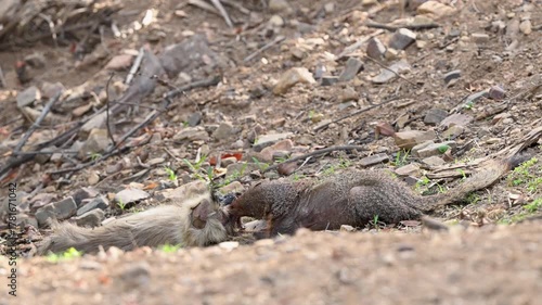 Mangoose feeding on monkey kill at Ranthambhore tiger Reserve, india 