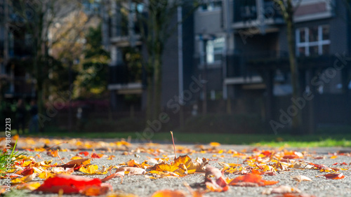 Vibrant Autumn Leaves Blanket a Paved Path on a Bright Sunny Day, with Blurred Urban Buildings in the Background