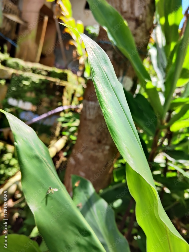 Obraz premium corn on the cob