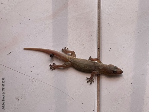 A close up of a desiccated common house gecko Hemidactylus frenatus with visible fecal droppings on a tiled floor for pest control and hygiene themes.