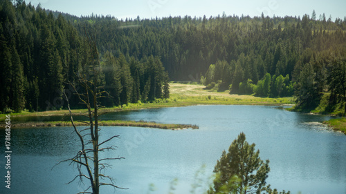 A tranquil blue lake nestled amidst lush green pine forests and rolling hills under a bright, clear sky, inviting serenity.
