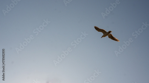 A Majestic Seagull Soars Gracefully Across a Vast, Clear Blue Sky, Wings Outstretched in Serene Flight