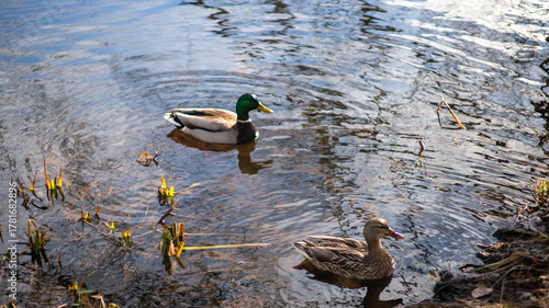 A pair of Mallard ducks gracefully swim in sun-dappled pond water reflecting the sky, surrounded by aquatic reeds.