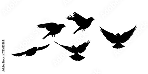 Silhouette of five birds flying in different directions