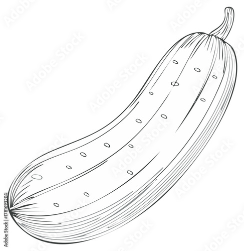 Hand drawn illustration of cucumber vegetable; monochrome outline rendering of garden produce, healthy food