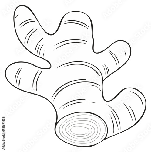 Ginger root, illustration of healthy fresh food spice