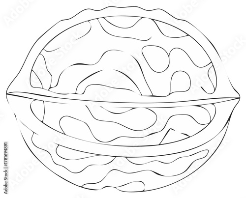Black and white illustration of a halved walnut showing its inner texture and pattern