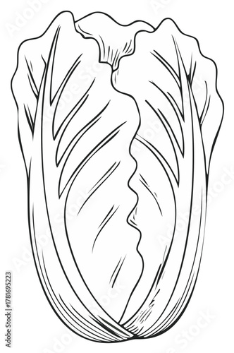 Hand drawn vector sketch of fresh napa cabbage. Black and white isolated line art illustration of a vegetable.
