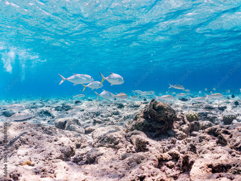 Fototapeta premium ギンガメアジ, Bigeye Trevally, Caranx sexfasciatus, アジ科, モンツキアカヒメジ, Yellowstripe goatfish, Mulloidichthys flavolineatus, ヒメジ科, 美しいサンゴ礁と熱帯魚の群れ。 嘉比島沖縄県 島尻郡慶良間諸島座間味島-2025 サンゴの産卵があり卵が漂う。沖縄本島から40km西方の諸島。30以上の島嶼群