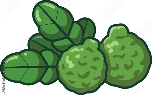 Fresh kaffir lime or bergamot fruit with green leaves for cooking and seasoning isolated cartoon vector illustration