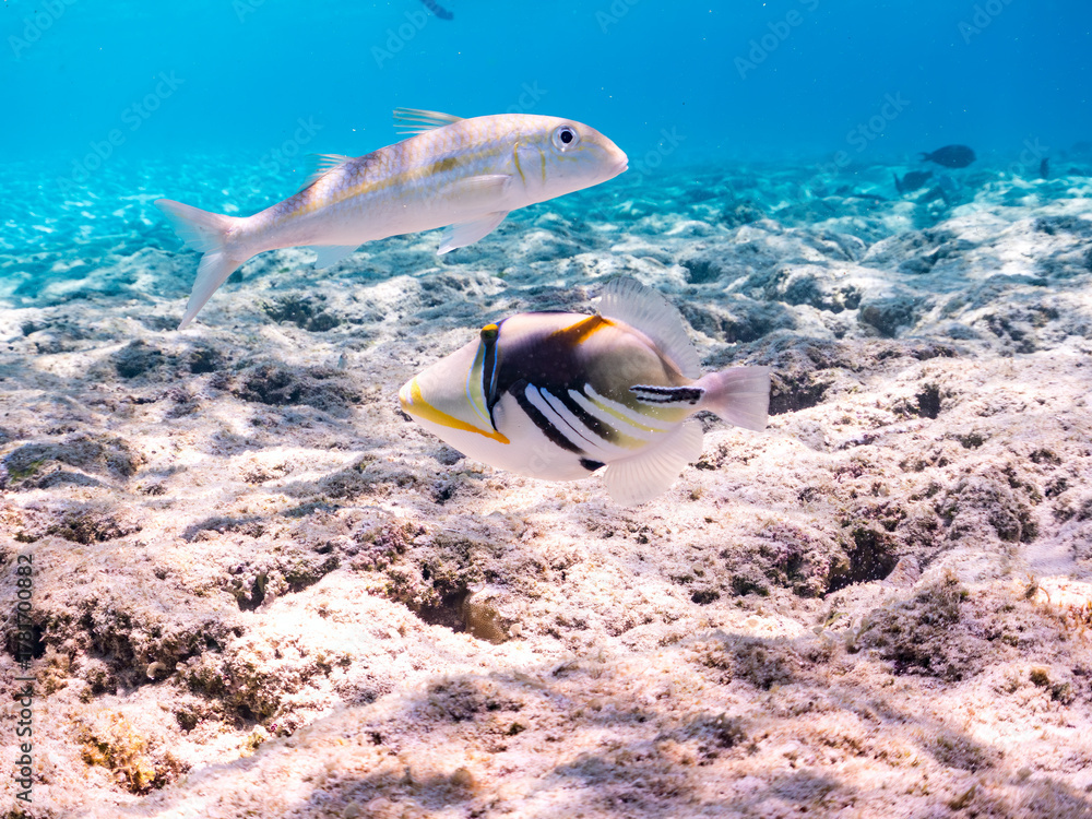 Fototapeta premium ムラサメモンガラ, Lagoon triggerfish. Picassofish, Rhinecanthus aculeatus, モンガラカワハギ科, Humuhumunukunukuapua’a, ギンガメアジ, Bigeye Trevally, Caranx sexfasciatus, アジ科, モンツキアカヒメジ, Yellowstripe goatfish, ヒメジ科,美しいサンゴ礁